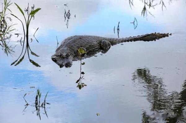 优配网 飞机故障迫降亚马逊鳄鱼巢穴! 被困36小时后乘客获救: 鳄鱼和蛇整晚盯着我们
