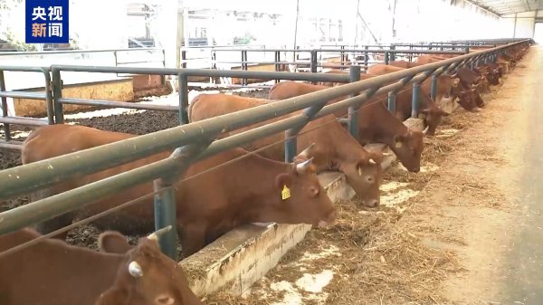 杨帆配资 美关税政策下巴西牛肉出口承压 中巴牛肉贸易合作稳中求进